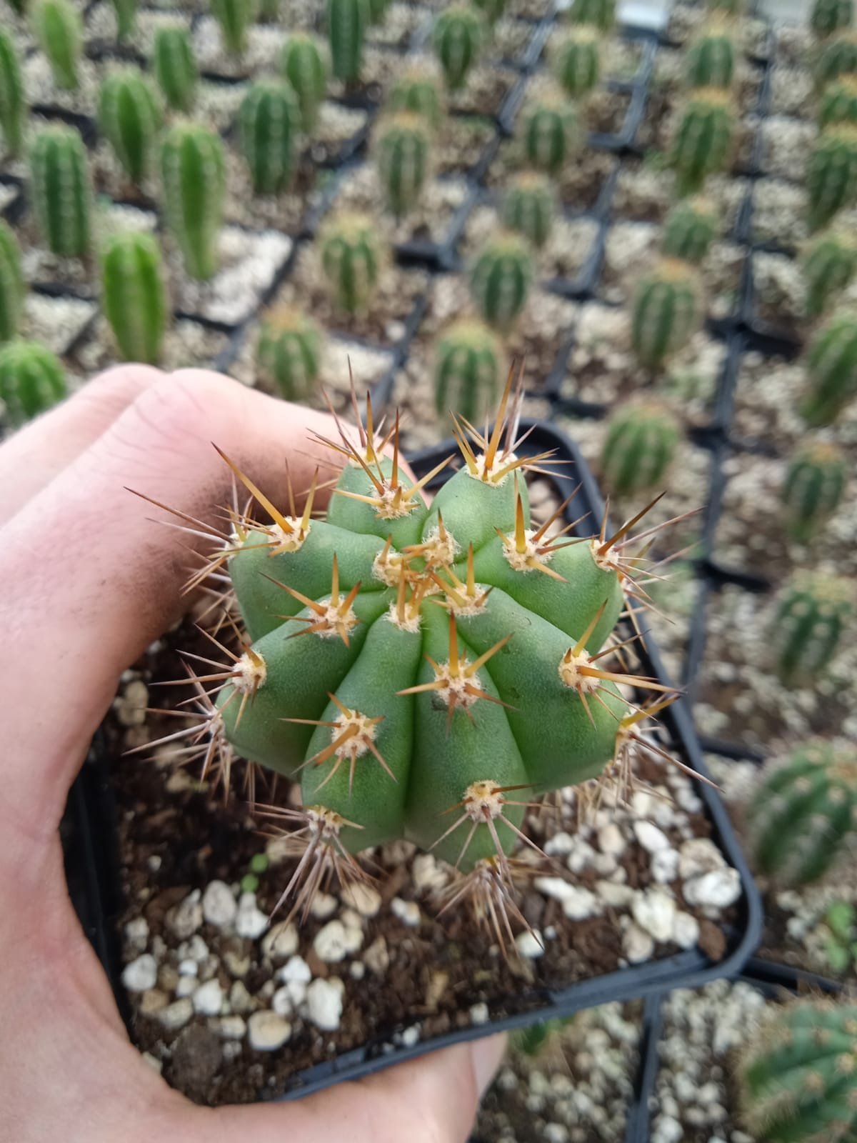 Echinopsis T shops Peruvianus rooted