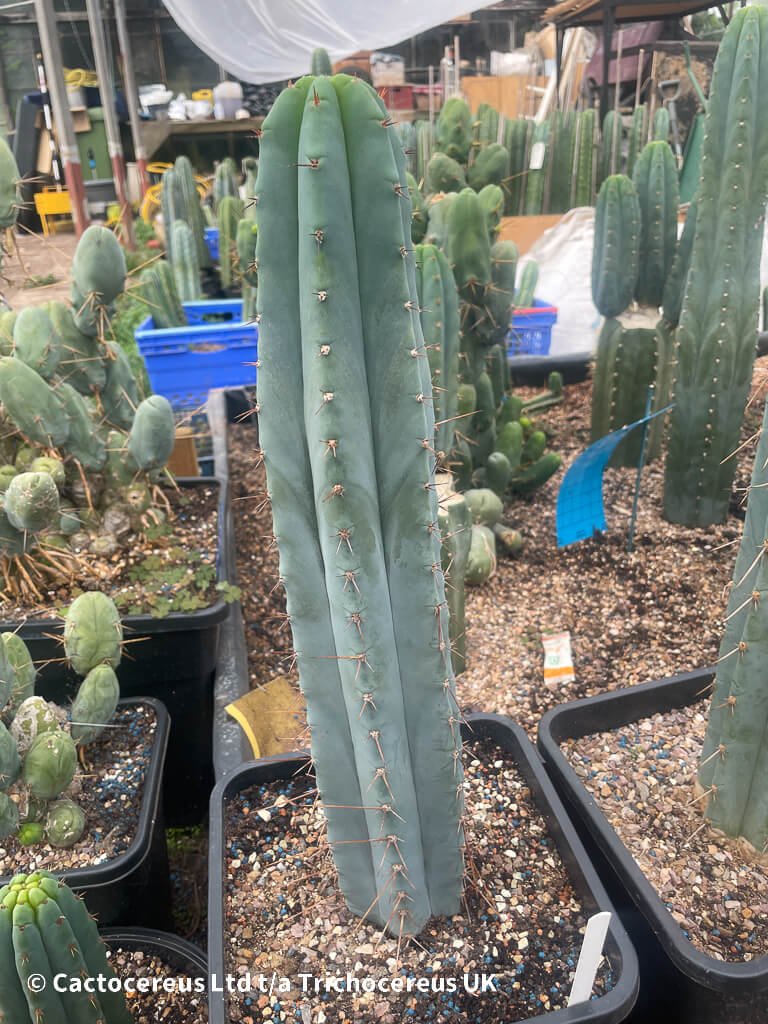 Trichocereus bridgesii hybrid &amp;quot;Vulcano No.2&amp;quot; | Cactocereus UK t/a ...